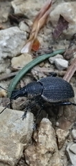 Otiorhynchus truncatus