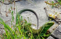 Timon lepidus ibericus