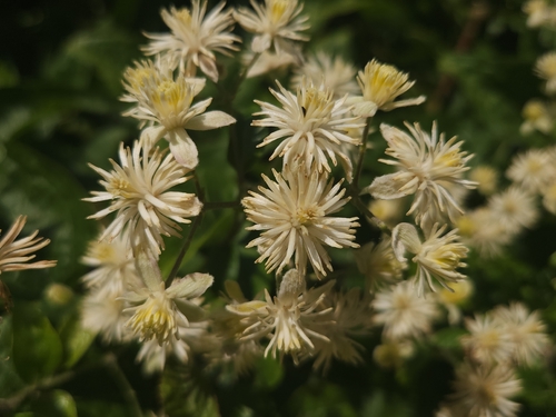 Old man's beard