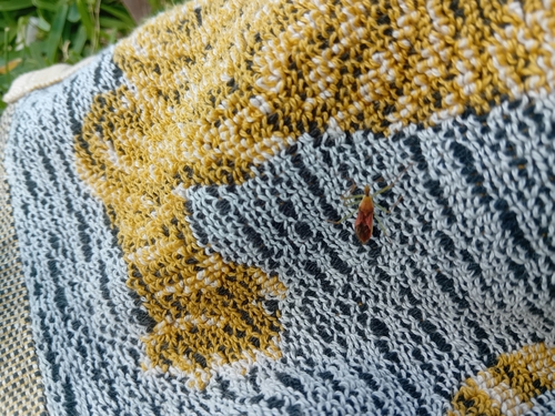 Leafhopper Assassin Bug