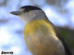 Pachyramphus viridis