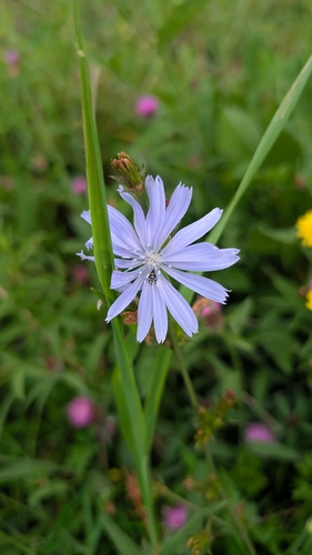 chicory