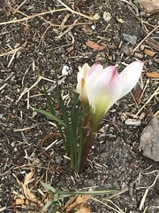 Zephyranthes fosteri