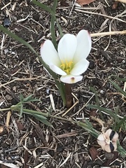 Zephyranthes fosteri