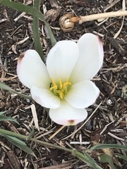 Zephyranthes fosteri