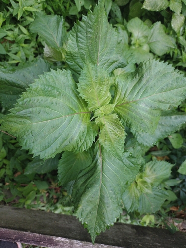 beefsteak plant