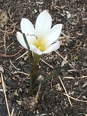 Zephyranthes fosteri