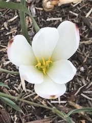 Zephyranthes fosteri