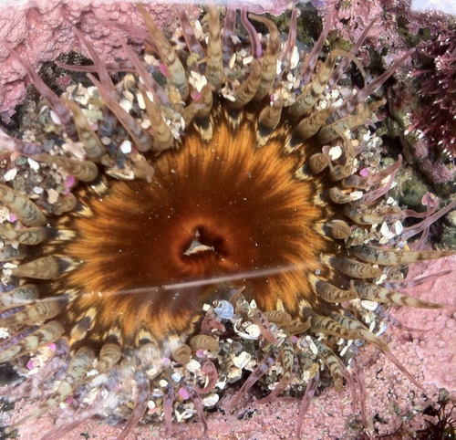Oulactis muscosa