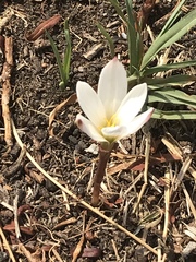 Zephyranthes fosteri