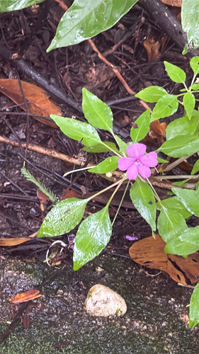 Impatiens semounensis