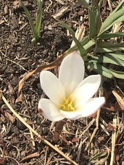 Zephyranthes fosteri