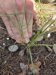 Sporobolus compositus, photograph Rachel, CC BY, iNaturalist via GBIF