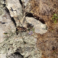 Lupinus tidestromii