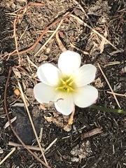 Zephyranthes fosteri