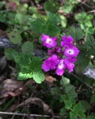 Lantana fucata