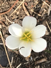 Zephyranthes fosteri