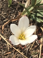 Zephyranthes fosteri