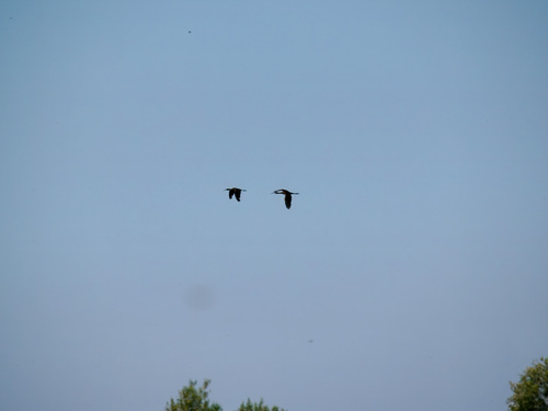 White-faced Ibis