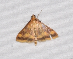 Pyrausta onythesalis