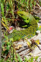 Timon lepidus ibericus