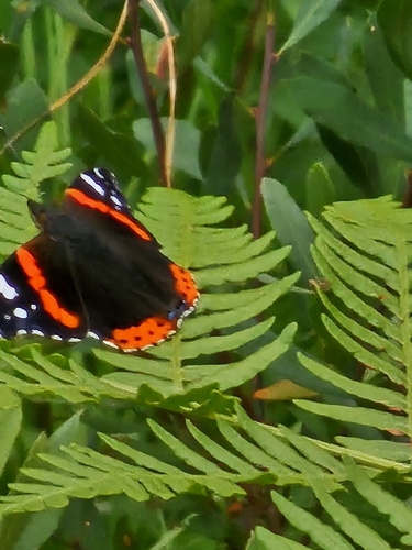 Red Admiral