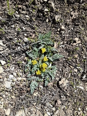 Cymopterus longipes