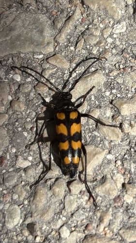 four-banded longhorn beetle