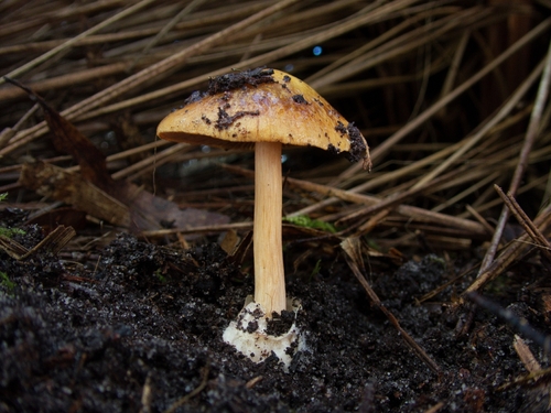 Cortinarius phalarus