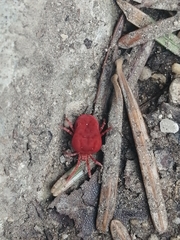 Trombidium holosericeum