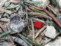 Trombidium holosericeum