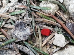 Trombidium holosericeum