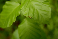 Rhagonycha lignosa