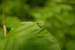 Rhagonycha lignosa