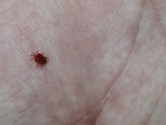 Trombidium holosericeum