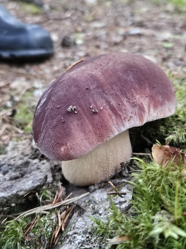 Pine Bolete