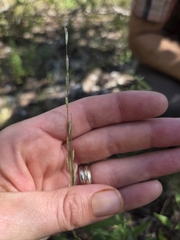 Tridentopsis mutica