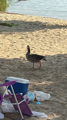 Greylag Goose