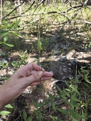 Tridentopsis mutica, photograph (c) Rachel, some rights reserved (CC BY)