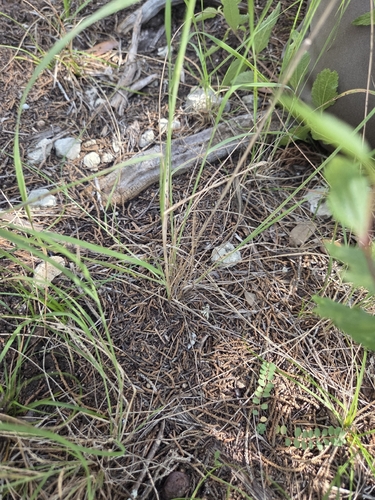 Tridentopsis mutica, photograph 3