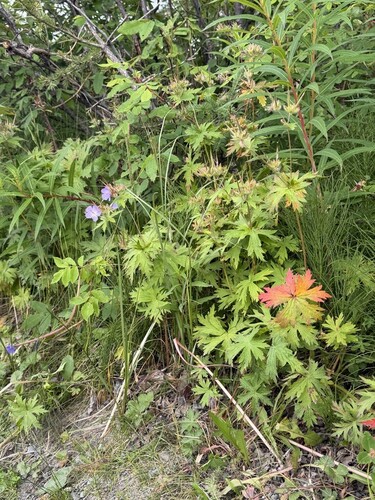 woolly cranesbill