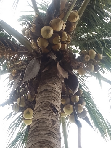 coconut palm