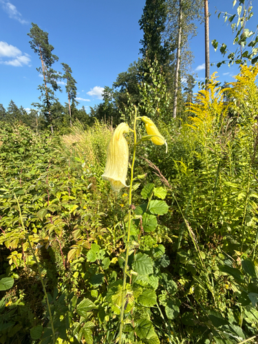 Yellow Foxglove