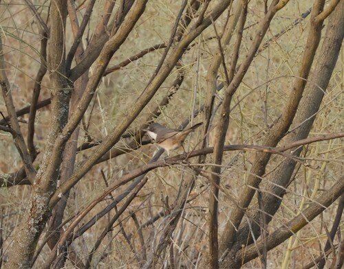 Western Orphean Warbler, Madrid, España, photo 5 of 10