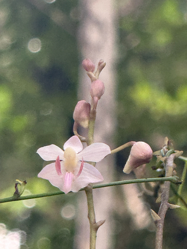 Phalaenopsis pulcherrima