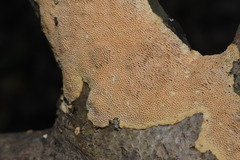 Perenniporia tenuis