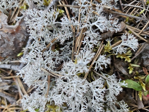 gray reindeer lichen
