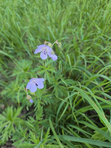 Meadow Crane's-bill