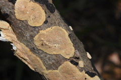Perenniporia tenuis