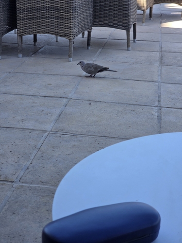 Eurasian Collared-Dove